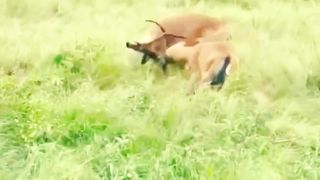 Hyena vs Cheetah