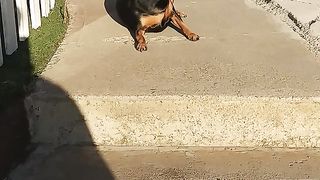 Funny HD