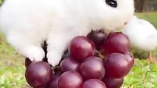 VIDÉO 13 // Funny and Cute Baby Bunny Rabbit Videos Eating TikTok.