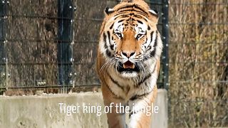 Tiger king's sighting of the jungle