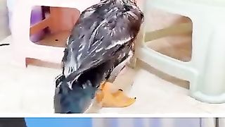 Funny_animals_# 20