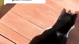 #Funny_#Animals_????(360p).