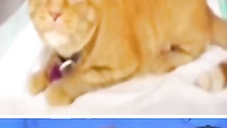 Funny_Animals_#28(360p).