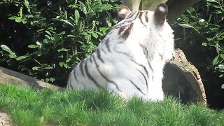 White tiger