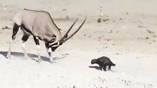 #Meerkats vs Loins