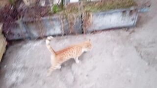 It's a Beautiful Orange Cat