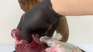 The best dog mukbang ever