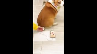 compilation funny animal 2024