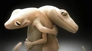 A Gecko Love Story
