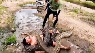 Two large snakes wrapped around the body can be exposed to his friend