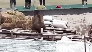 WE WANTED TO CATCH A BEAR.