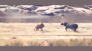 #Buffalo vs Loins