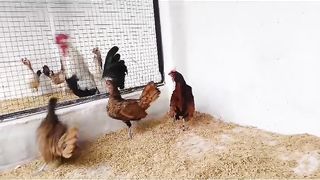 Greet the chicken