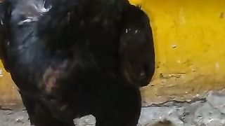 O shamo