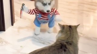 Huskies playing