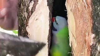 Innocent parrot
