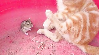 Cats 369