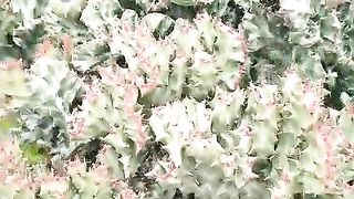 Katus flowers..