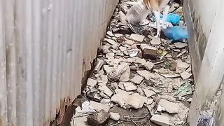 Caught dog