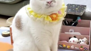 可爱的猫