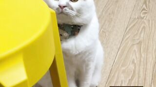 可爱的猫