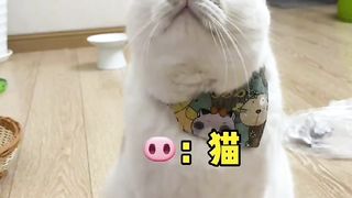 可爱的猫