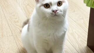 可爱的猫