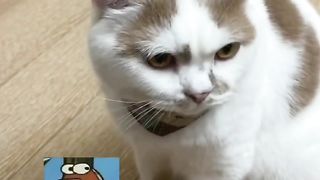 可爱的猫