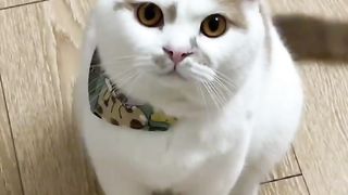 可爱的猫
