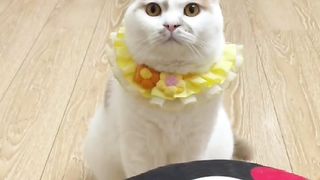 可爱的猫