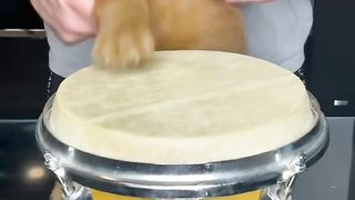 Cute Puppy Plays Drum|Must Watch!