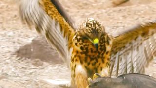 Eagles prey on lizards - animal kingdom