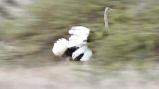 Leopards Prey on Ostriches - Animal Kingdom