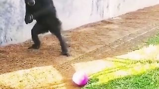 Funny Monkey Viral Video