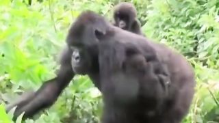 Funny Monkey Viral Video