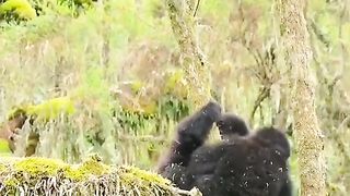 Funny Monkey Viral Video