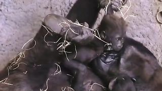 Funny Monkey Viral Video