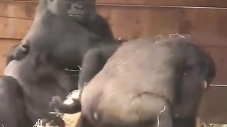 Funny Monkey Viral Video