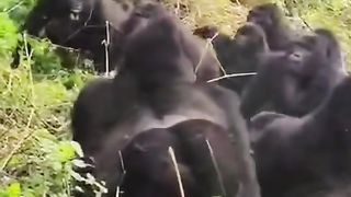 Funny Monkey Viral Video