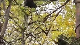 Funny Monkey Viral Video
