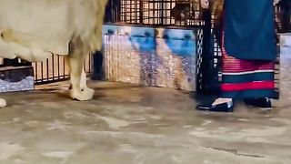 Lion #lion