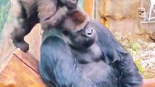 Funny Monkey Viral Video