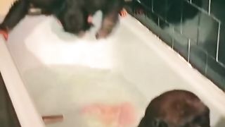 Funny Monkey Viral Video