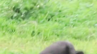 Funny Monkey Viral Video