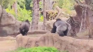 Funny Monkey Viral Video