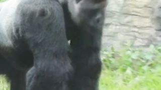 Funny Monkey Viral Video