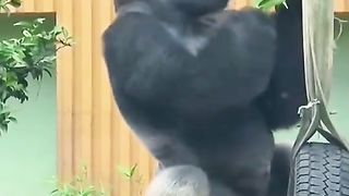 Funny Monkey Viral Video