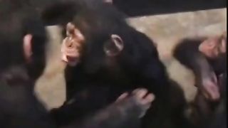 Funny Monkey Viral Video
