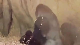 Funny Monkey Viral Video