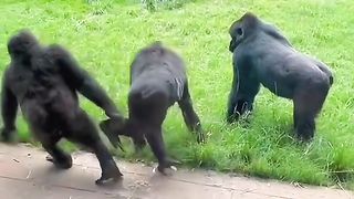 Funny Monkey Viral Video